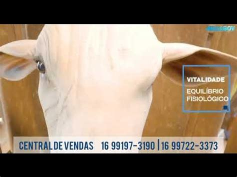MEGABOV INDICADO PARA BOVINOS .